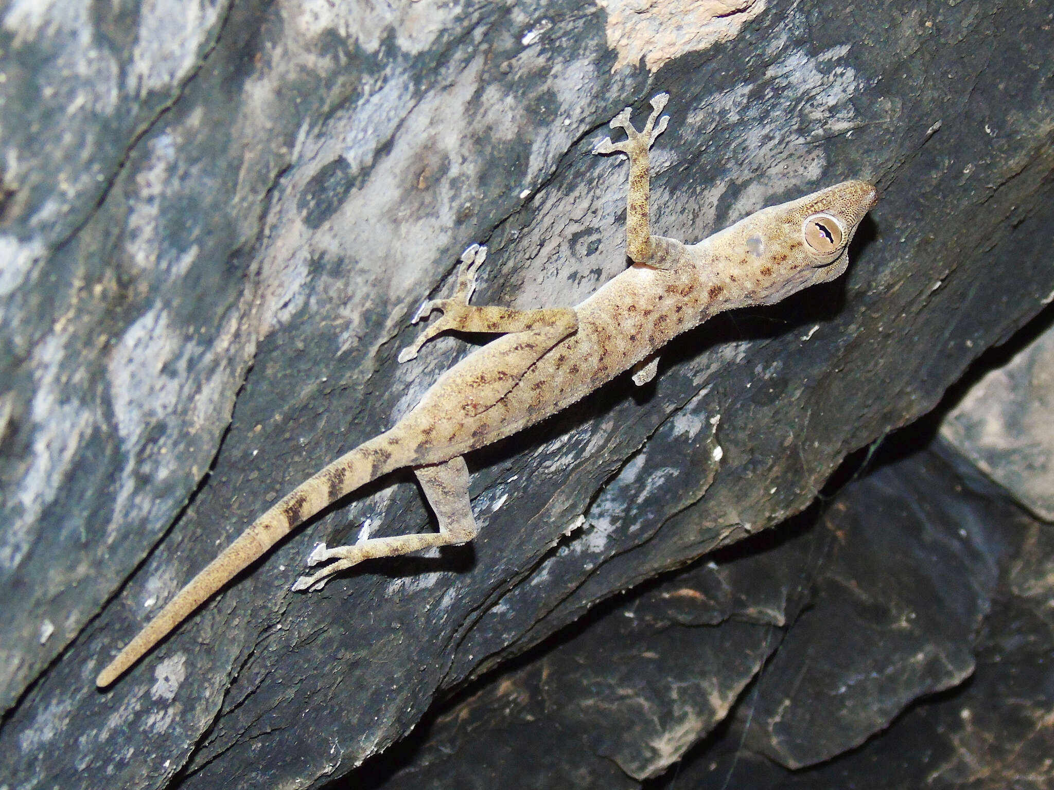 Image of Ptyodactylus orlovi Nazarov, Melnikov & Melnikova 2013