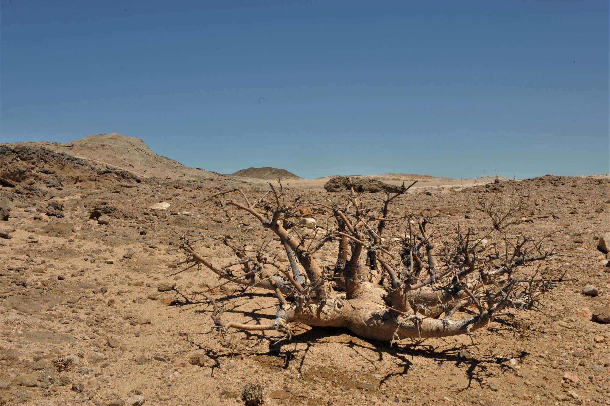 Plancia ëd Commiphora saxicola Engl.