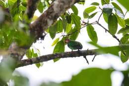 Image of Rose-faced Parrot