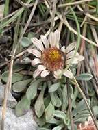 Image of Jones' Townsend daisy