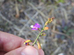 Image of Polygala garcinii DC.