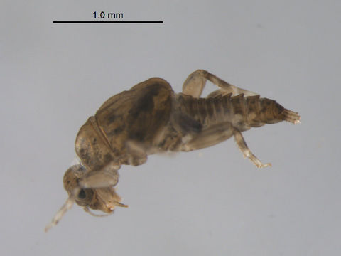 Image of <i>Tricorythopsis gibbus</i> (Allen 1967)
