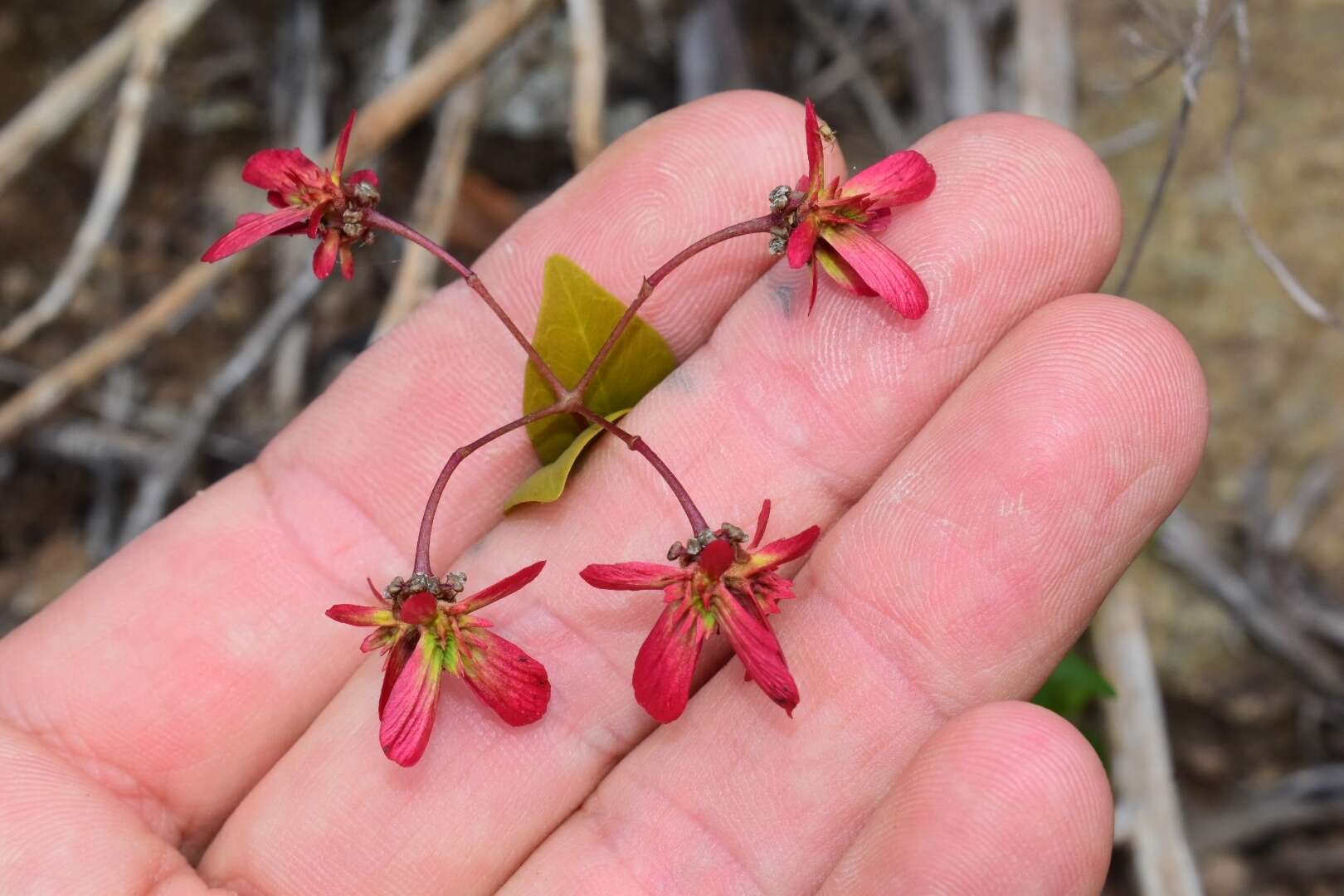 صورة Tetrapterys buxifolia Cav.