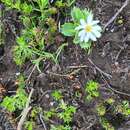 Primula cuneifolia subsp. saxifragifolia (Lehm.) W. W. Sm. & G. Forrest resmi