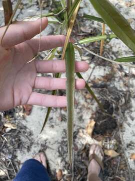 Image of Quadrella cynophallophora (L.) Hutch.