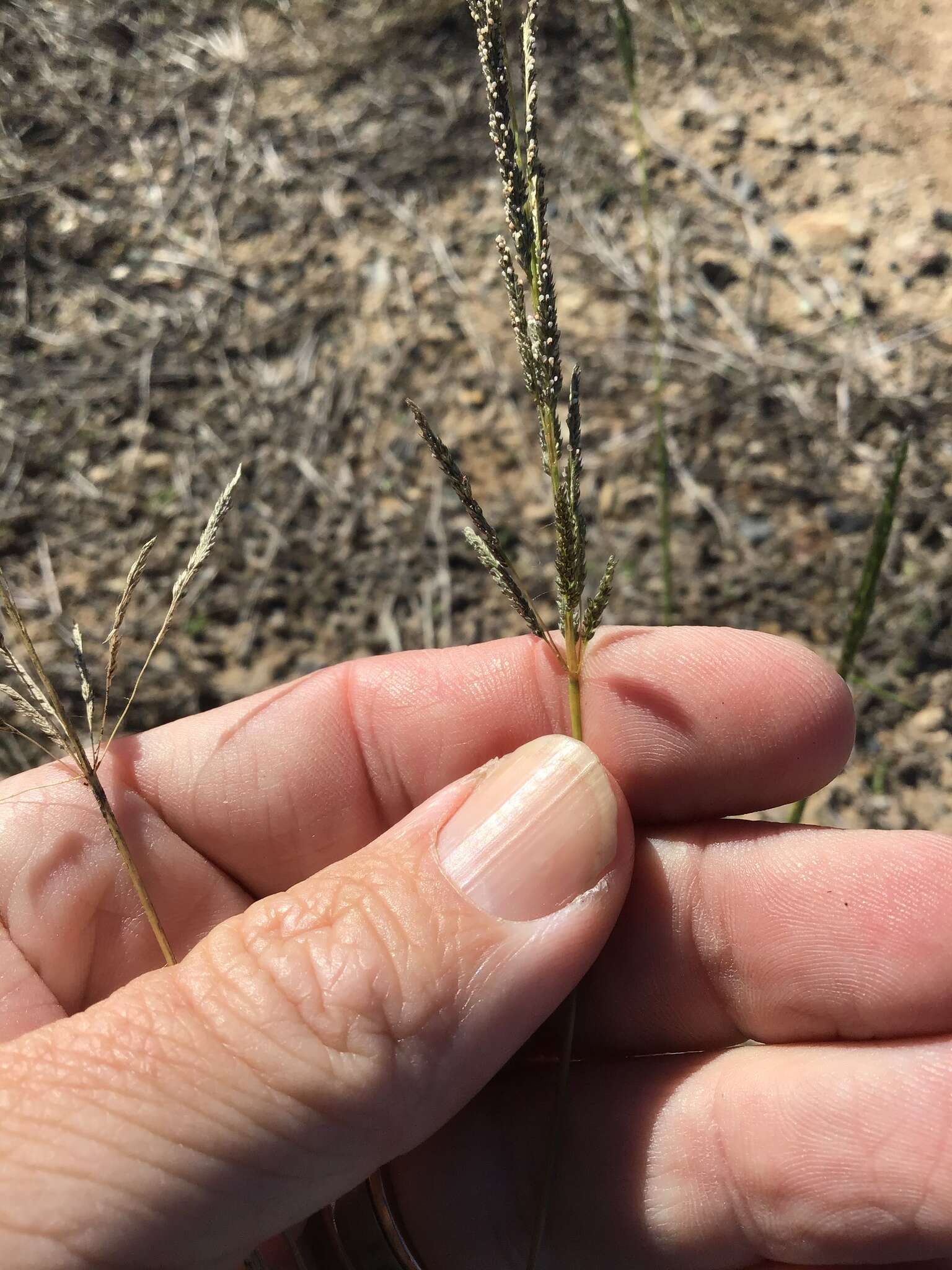 Image of Sporobolus actinocladus (F. Muell.) F. Muell.