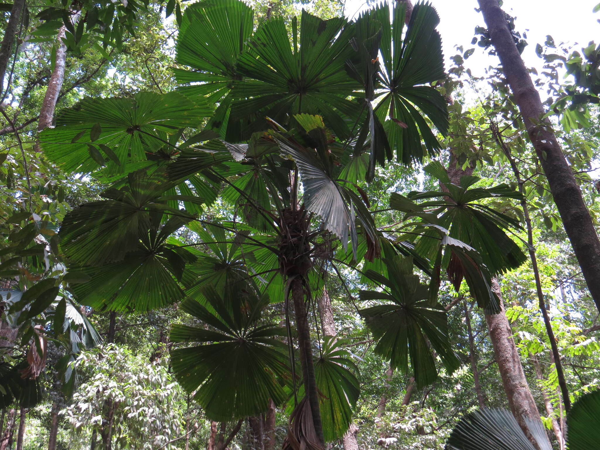 Image of Licuala fan palm