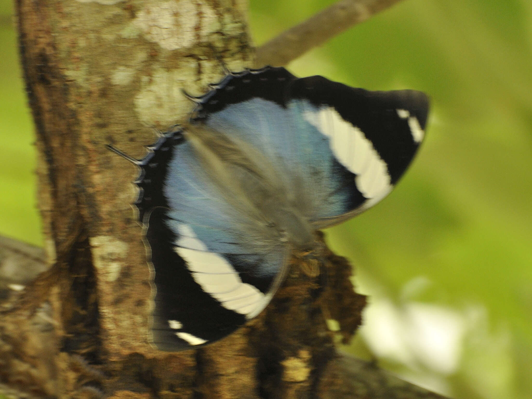 Charaxes bohemani Felder & Felder 1859的圖片