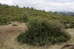 Plancia ëd Ceanothus ferrisiae Mc Minn