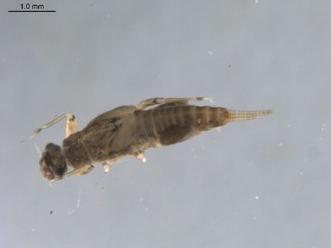 Image of <i>Traverhyphes indicator</i> (Needham & Murphy 1924)