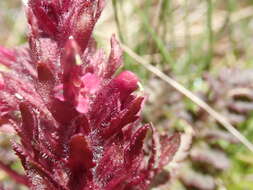 Imagem de Pedicularis olympica Boiss.