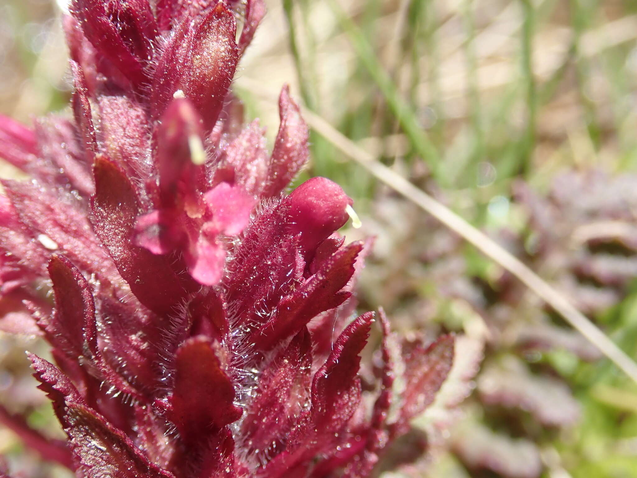 Imagem de Pedicularis olympica Boiss.