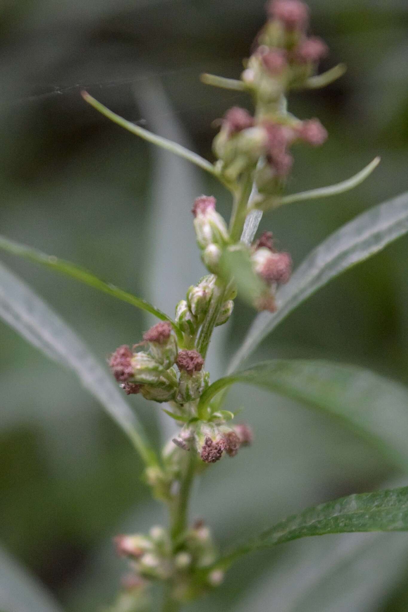 Sivun Artemisia tilesii Ledeb. kuva