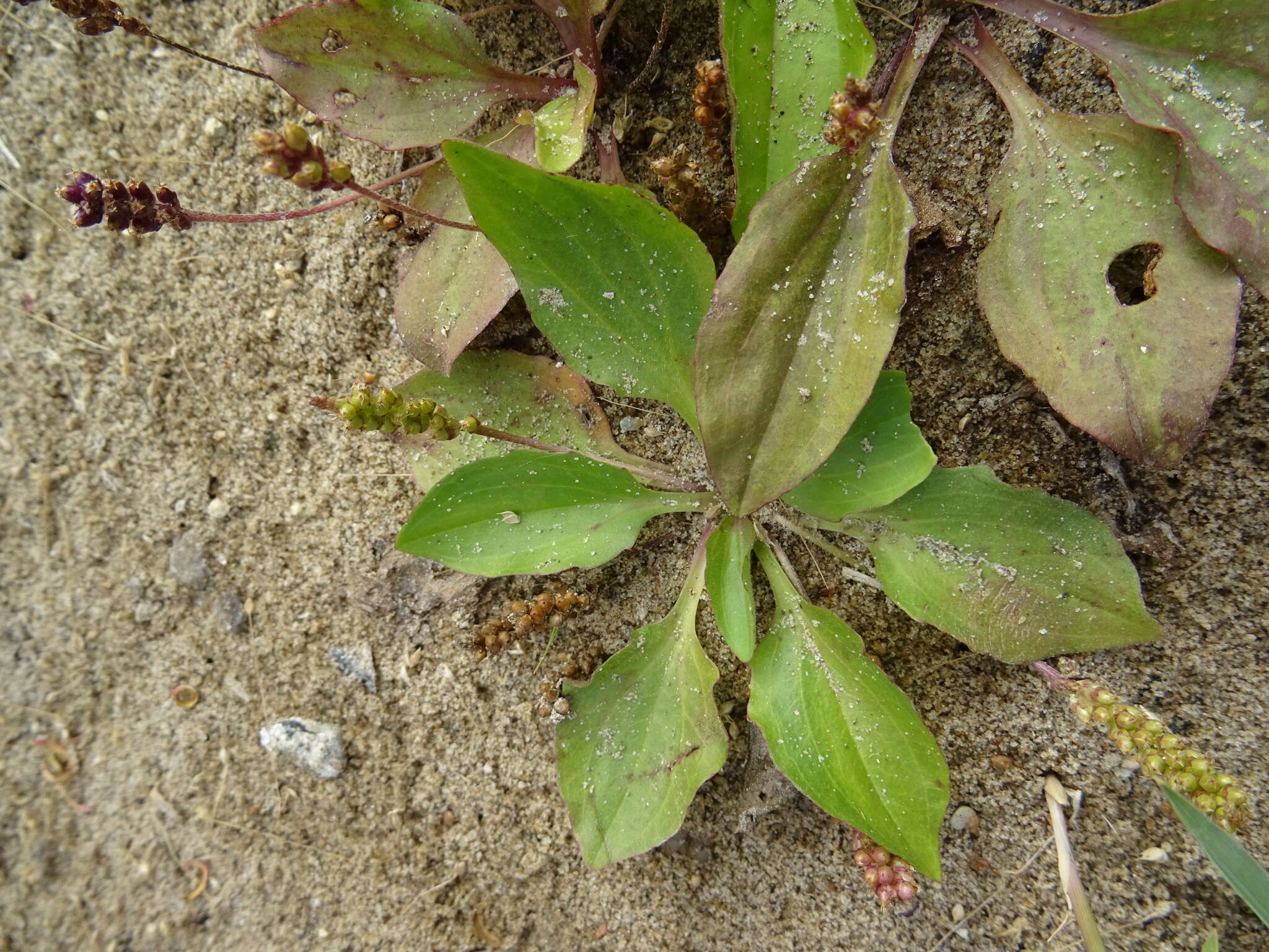 Image of Plantago uliginosa F. W. Schmidt