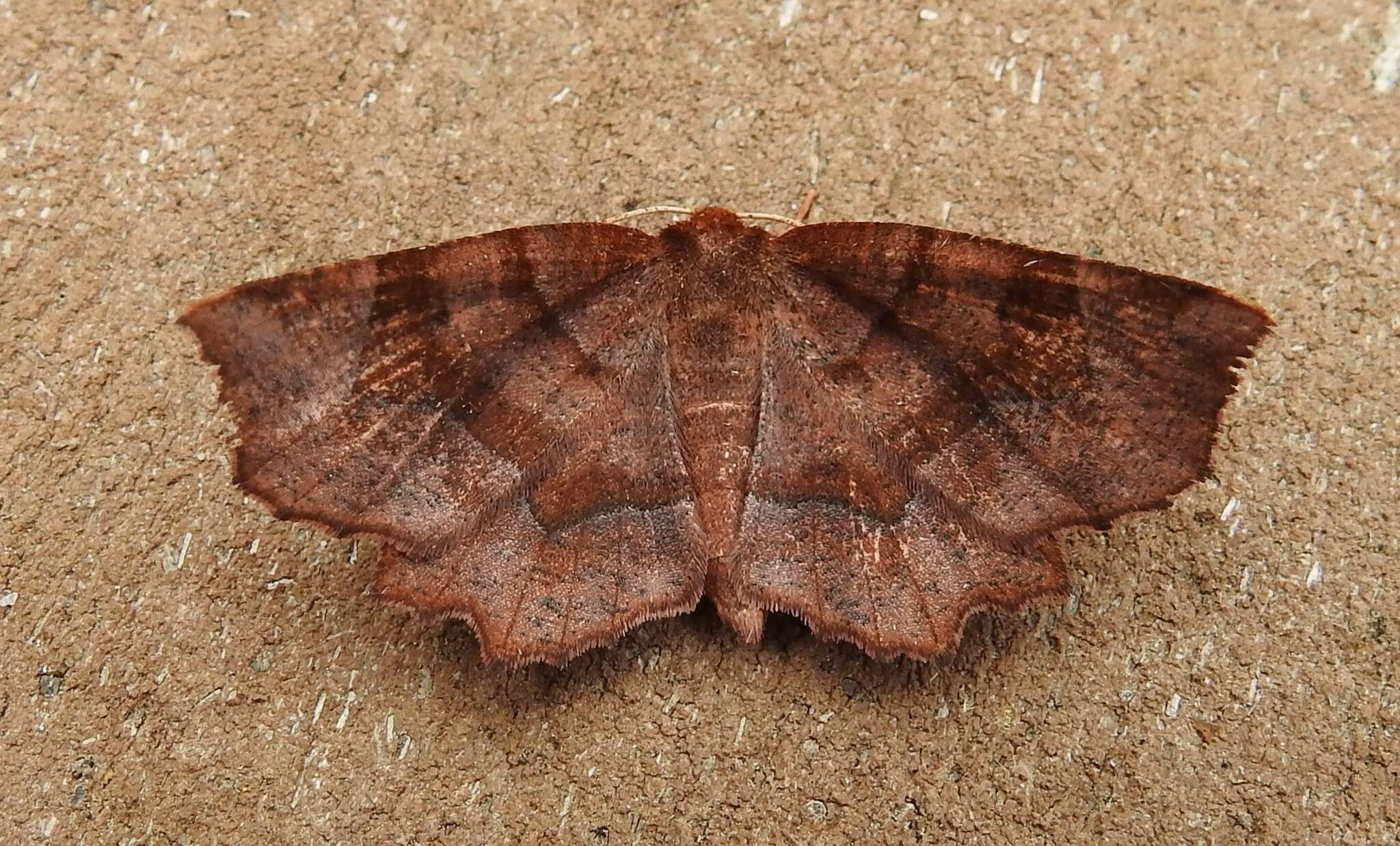 Image of Purplish Metarranthis