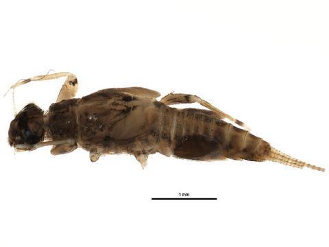 Image of <i>Traverhyphes indicator</i> (Needham & Murphy 1924)