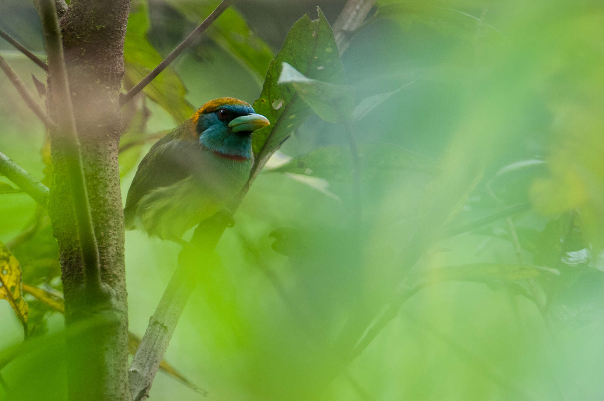 Image of Blue-moustached Barbet