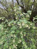 Image of Mescalero currant