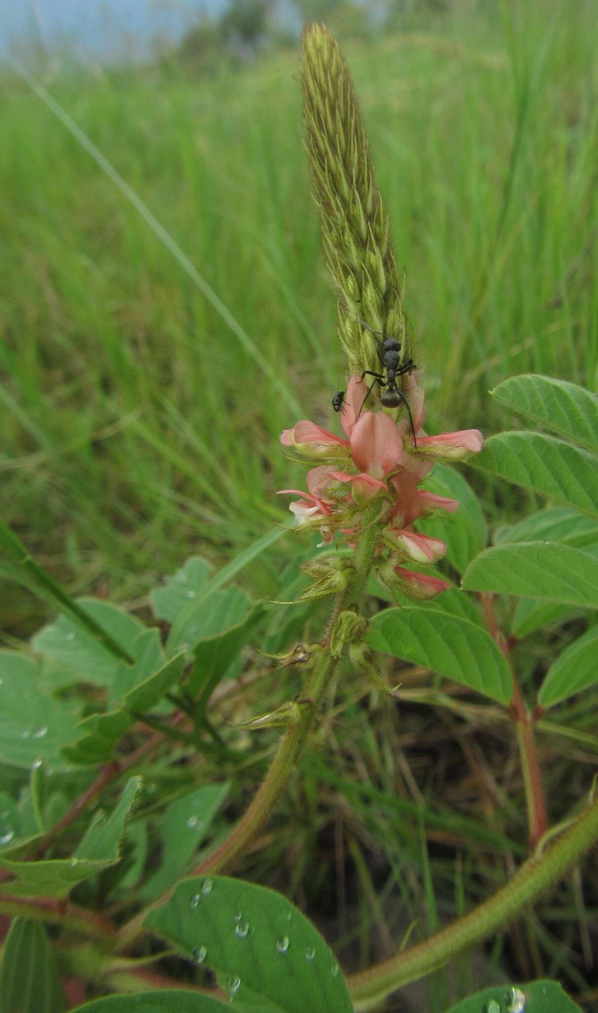 Indigofera astragalina DC.的圖片