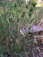 Image of mountain tarweed