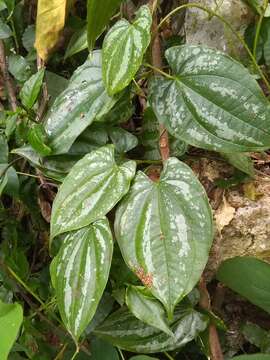 Image of bulbous yam