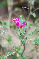 Image de Hedysarum tauricum Willd.