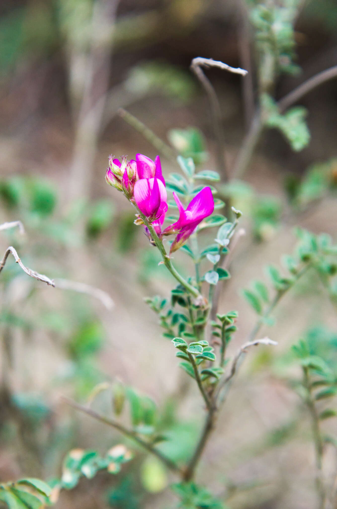 Image de Hedysarum tauricum Willd.