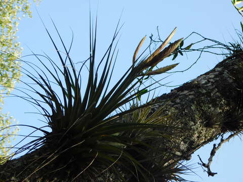 Image of Tillandsia flavobracteata Matuda