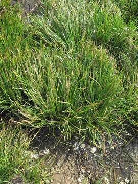 Image of Sea Arrowgrass