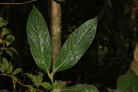 Lasianthus cyanocarpus Jack resmi