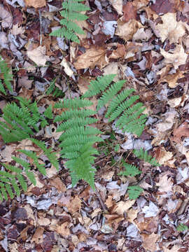 Image of intermediate woodfern