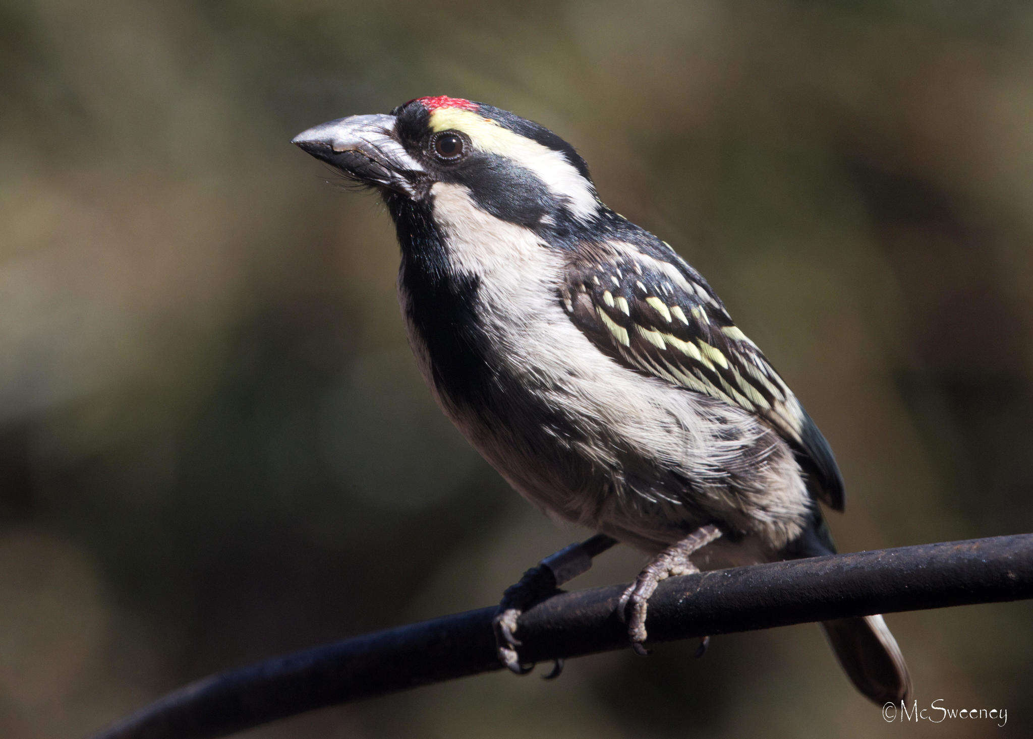 Tricholaema leucomelas leucomelas (Boddaert 1783) resmi