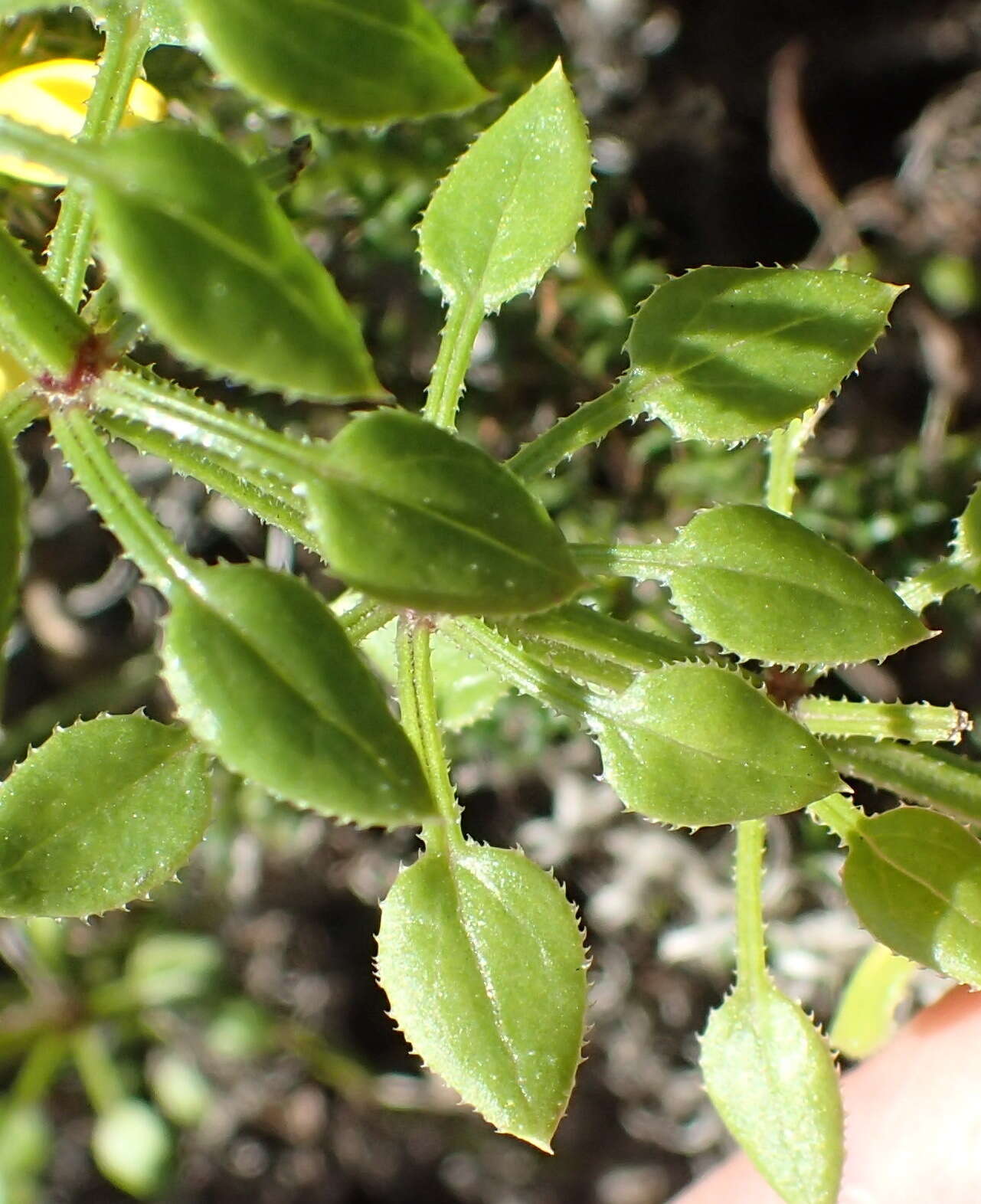 Image of Rubia petiolaris DC.