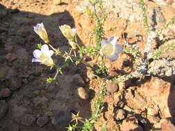 Image of Wahlenbergia oxyphylla A. DC.