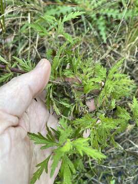 Eupatorium pinnatifidum Ell.的圖片