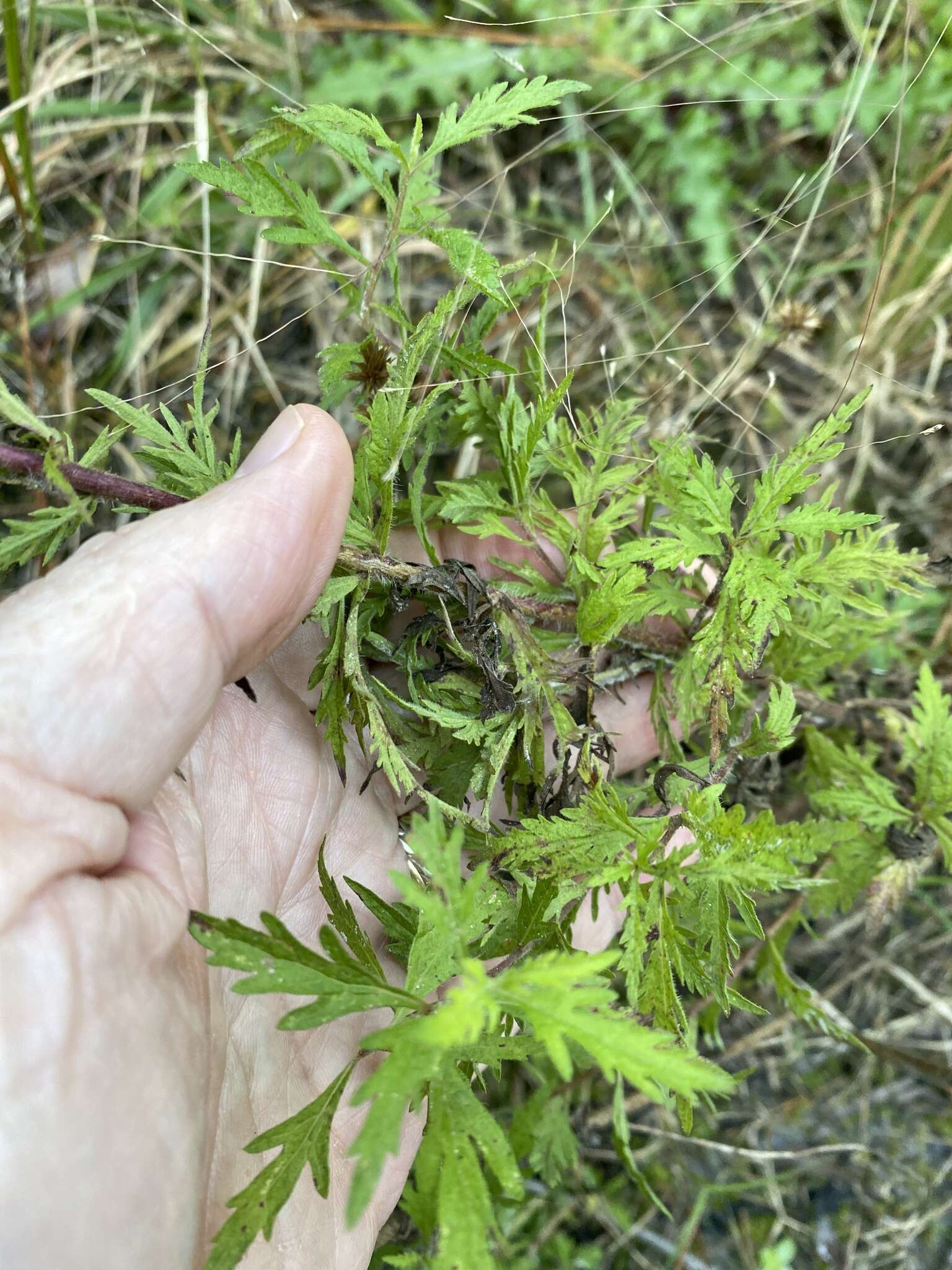 Image of thoroughwort