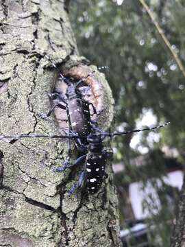 Anoplophora glabripennis (Motschulsky 1854) resmi