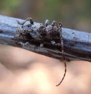 Image of Pogonocherus decoratus Fairmaire 1855