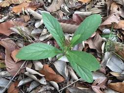 Imagem de Premna herbacea Roxb.