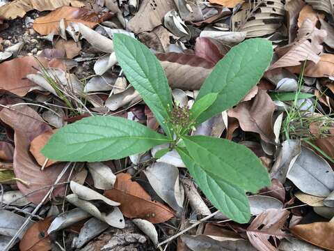 Imagem de Premna herbacea Roxb.