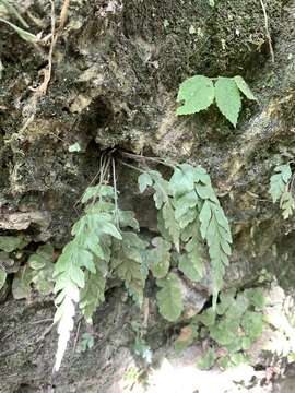 Image of Asplenium oldhamii Hance