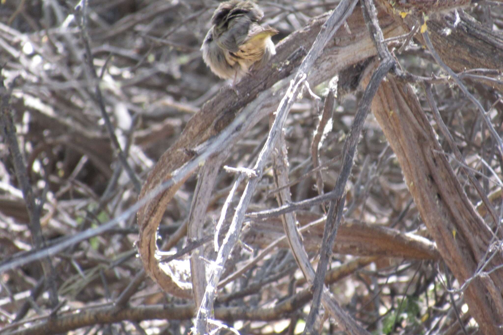 Image of Green-tailed Towhee