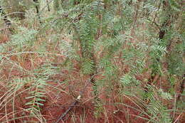 Image of Chinese Hemlock