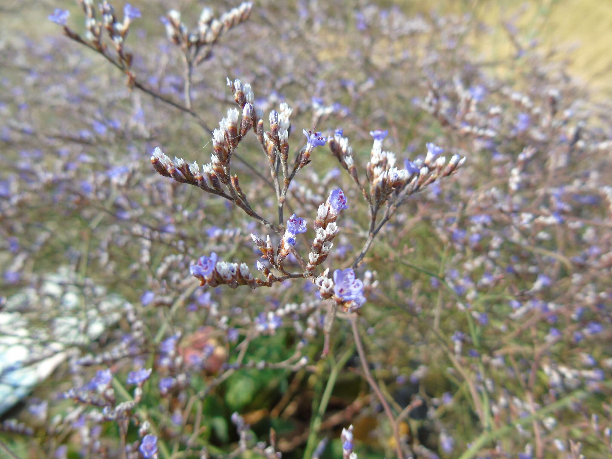 Imagem de Limonium brevipetiolatum R. Artelari & M. Erben