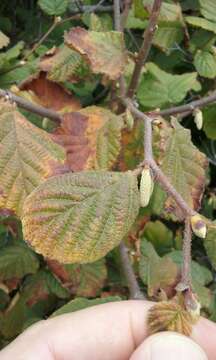 Image of Corylus cornuta subsp. californica (A. DC.) A. E. Murray