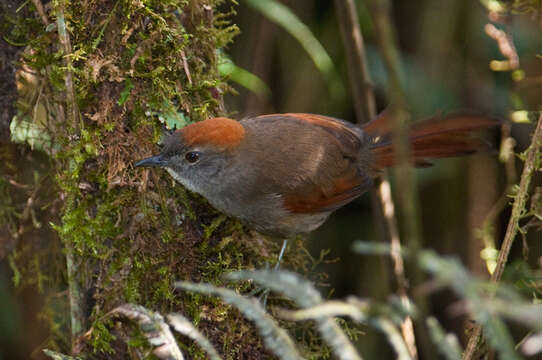 Image of Azara's Spinetail