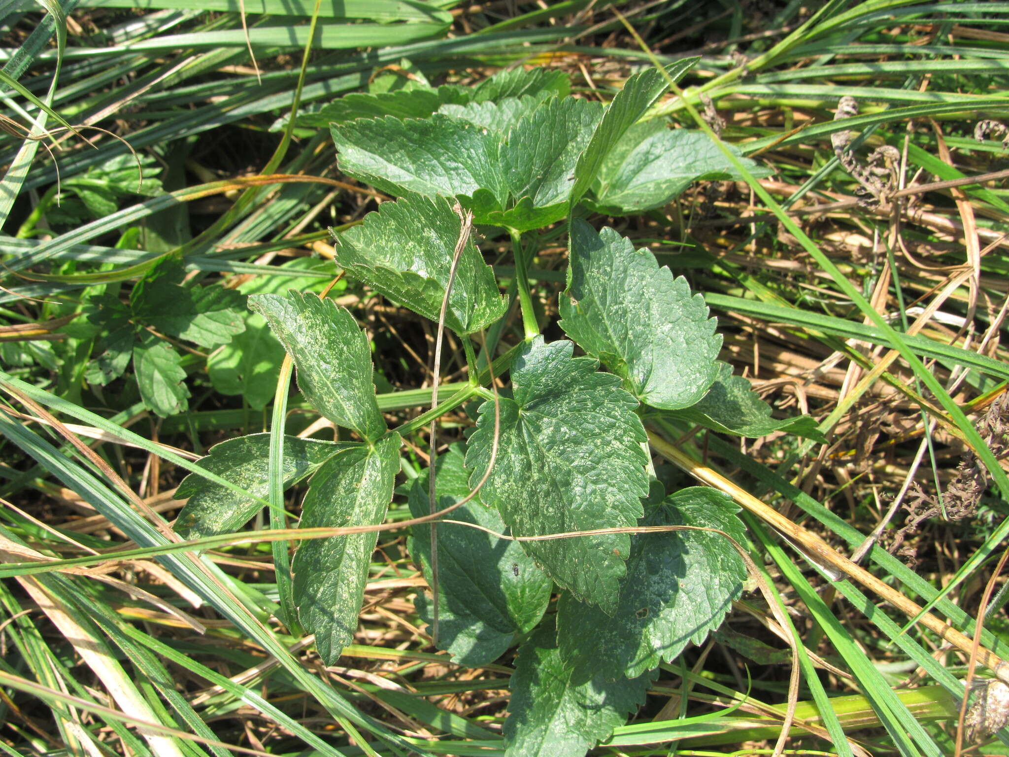 Image of Ostericum palustre (Besser) Besser