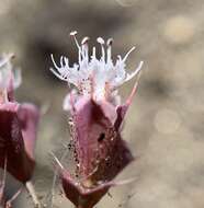 Image de Sidotheca emarginata (H. M. Hall) Reveal