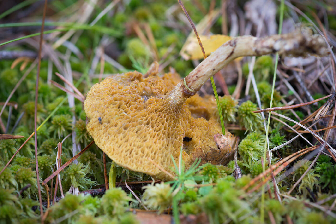 Image of Suillus flavidus (Fr.) J. Presl 1846