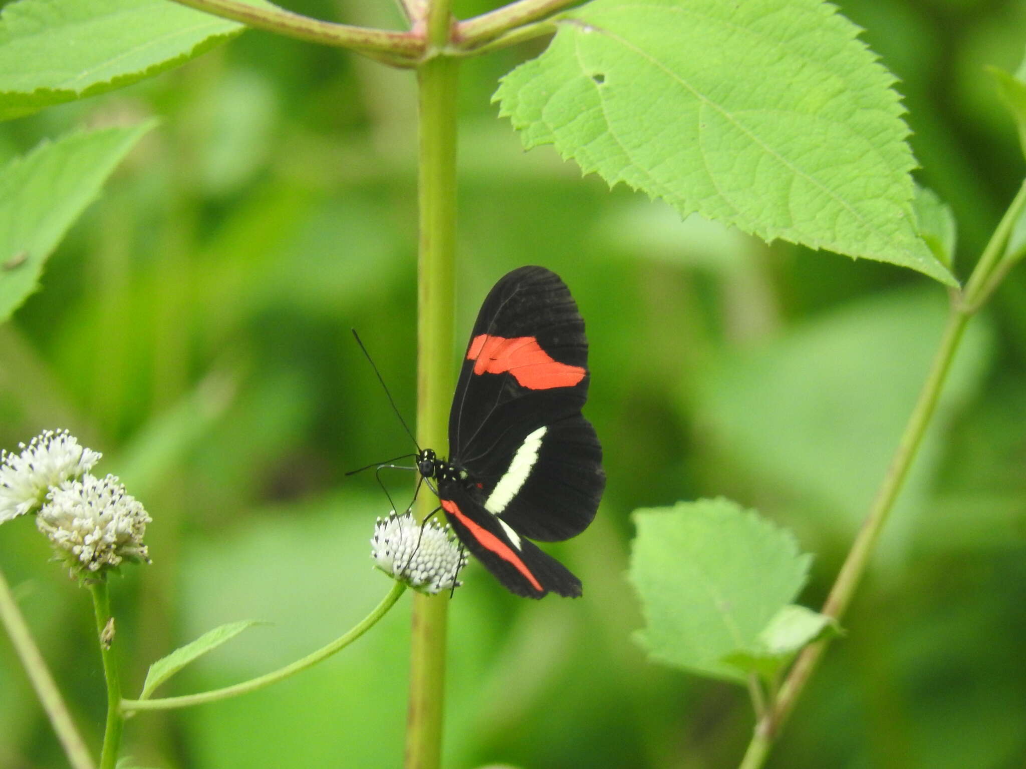 Image of Crimson Patched Longwing